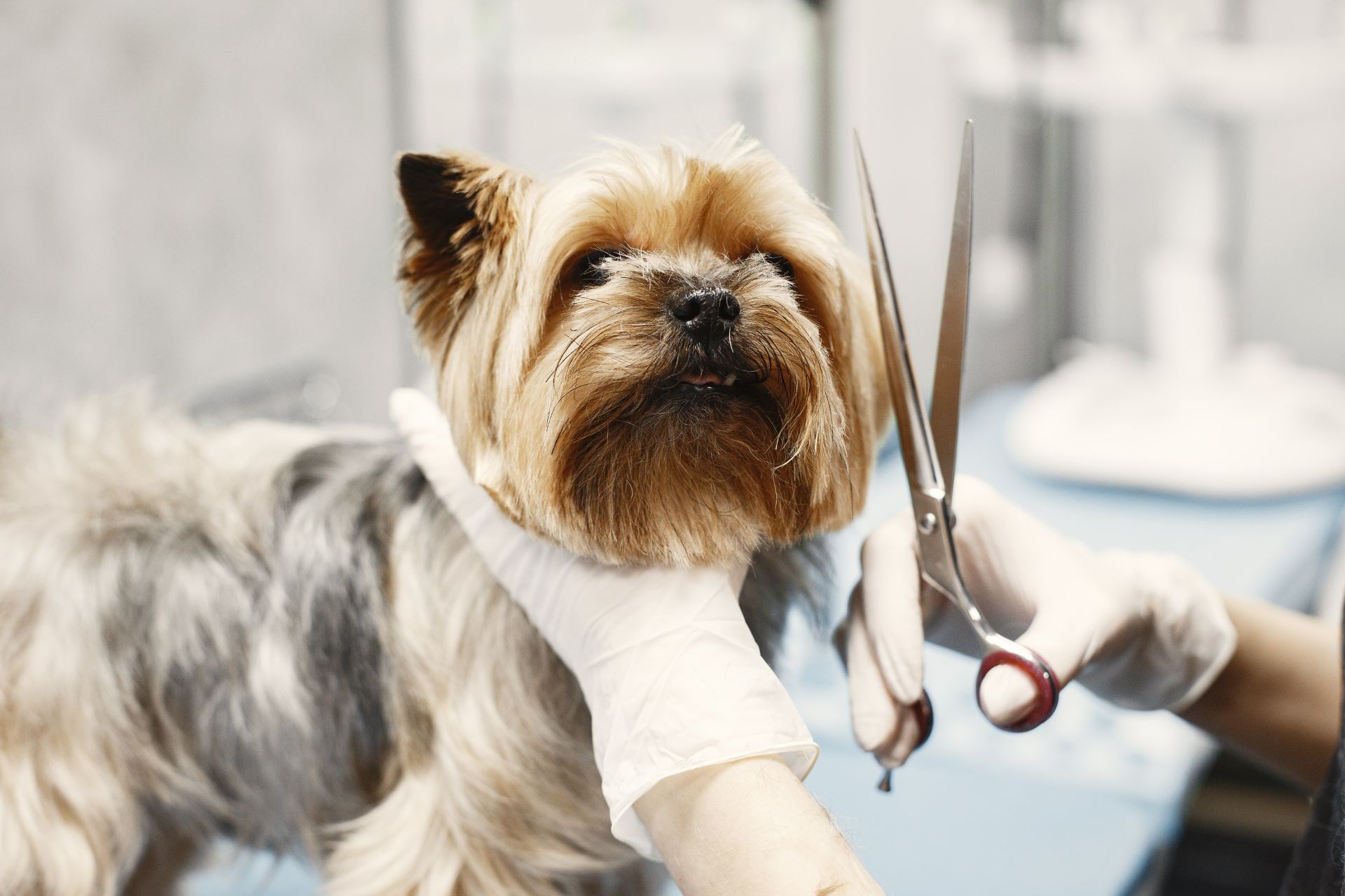 Dog Grooming Cut in Titusville