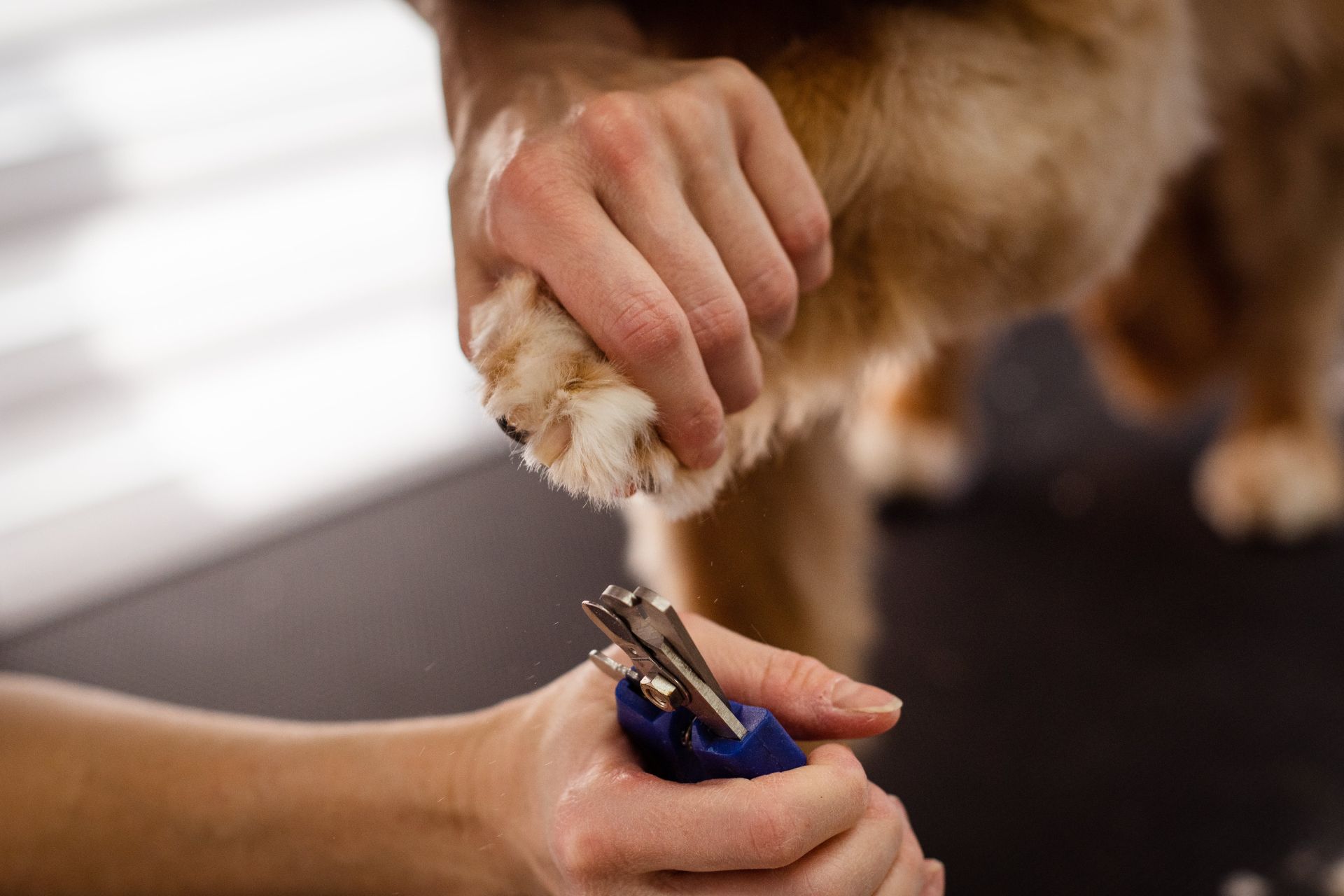 Nail Trim in Titusville