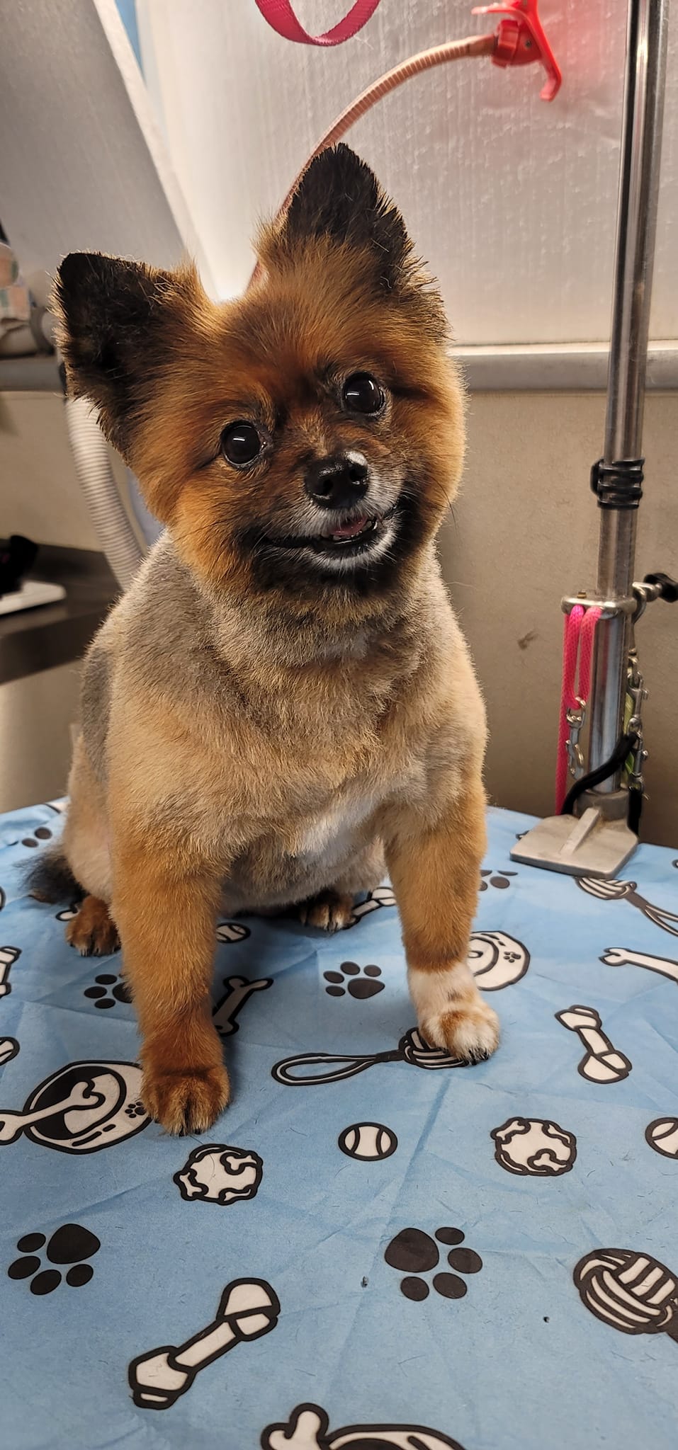 Dog grooming in Titusville