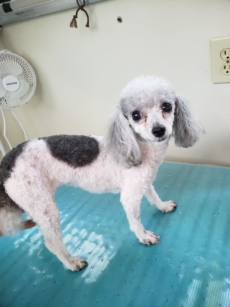 Dog groomed by S.S. Clipper in Titusville
