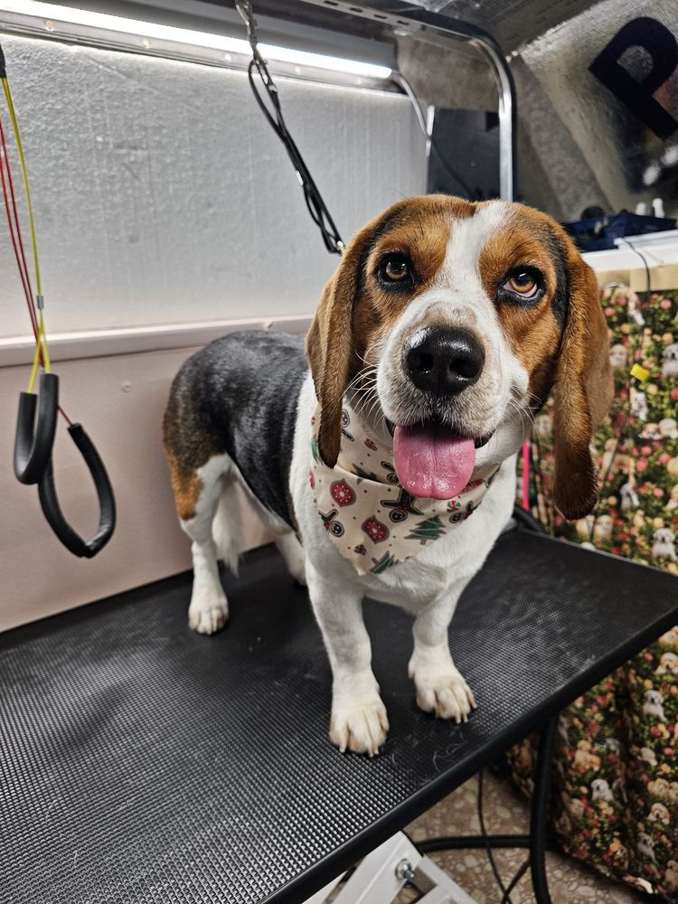 Dog groomed by S.S. Clipper in Titusville