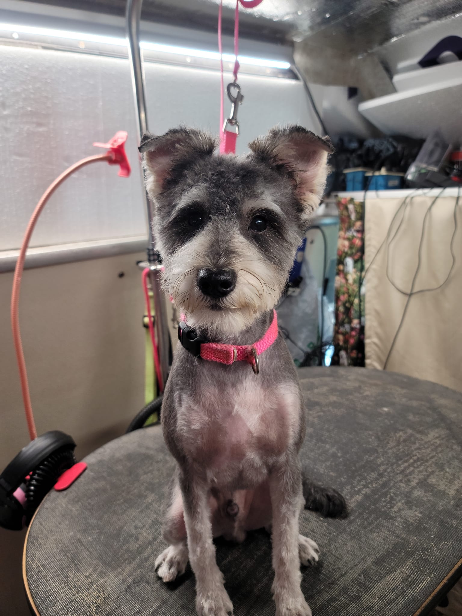 Dog grooming in Titusville