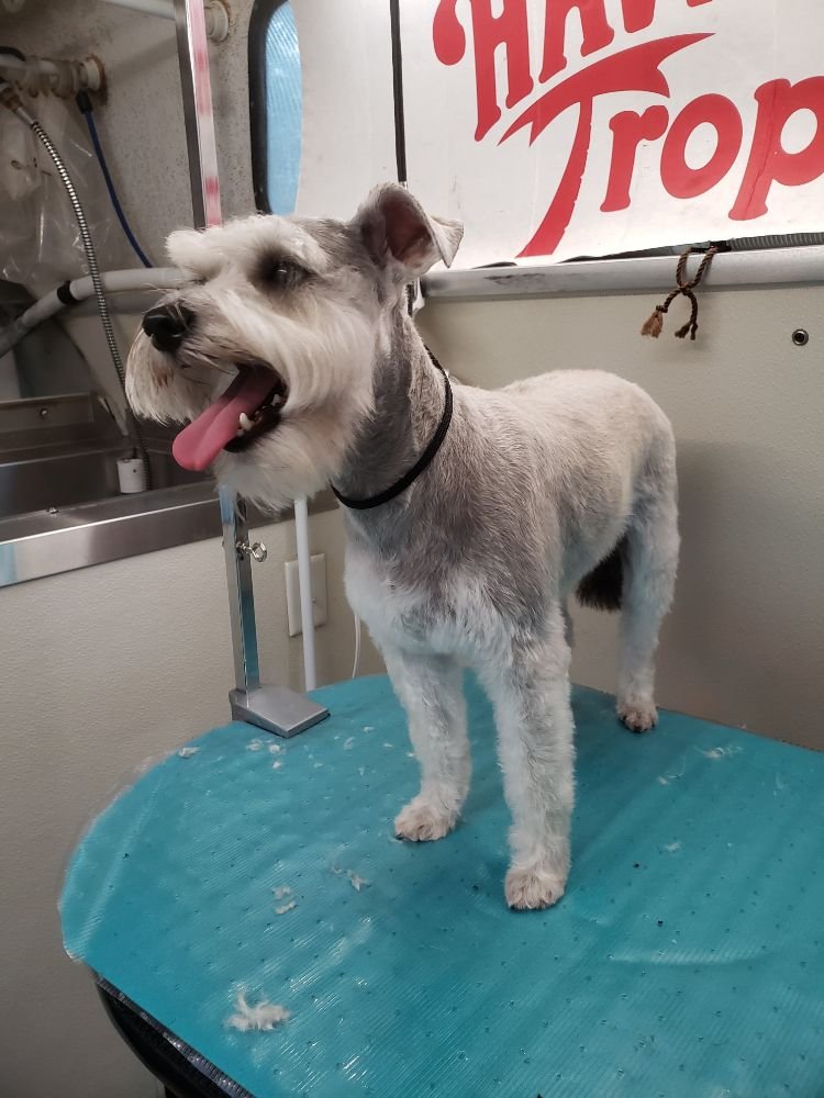 Dog grooming in East Orlando Dog Grooming Cut