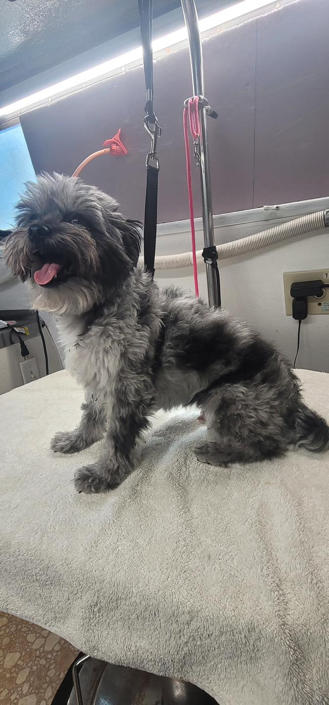 Dog grooming in East Orlando Bath & Dry