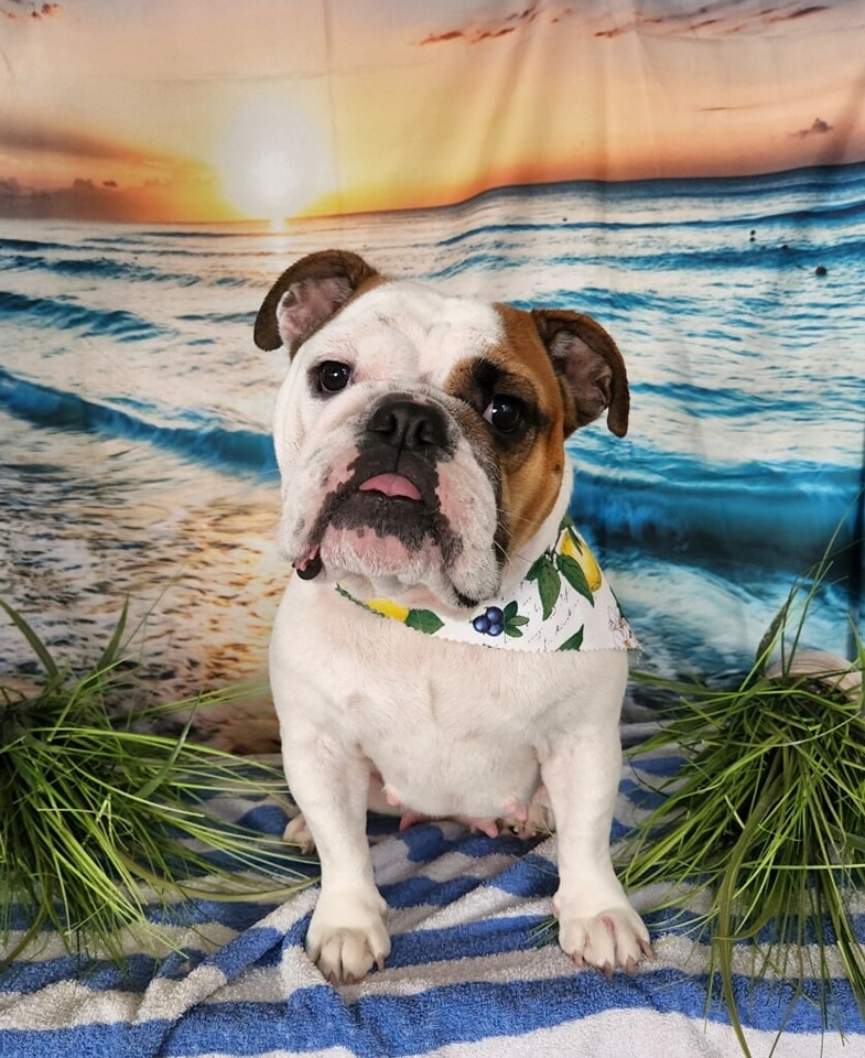 Dog groomed by S.S. Clipper in Titusville