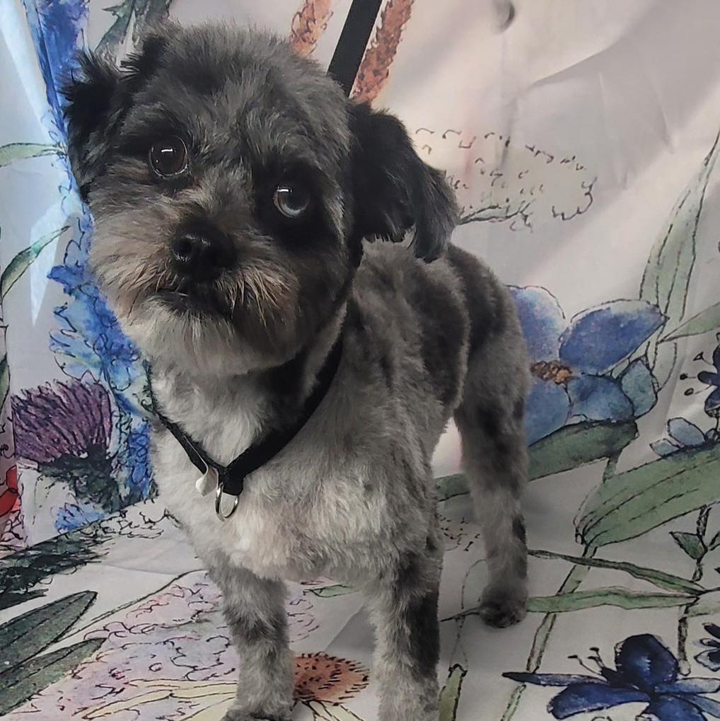 Dog grooming in Titusville