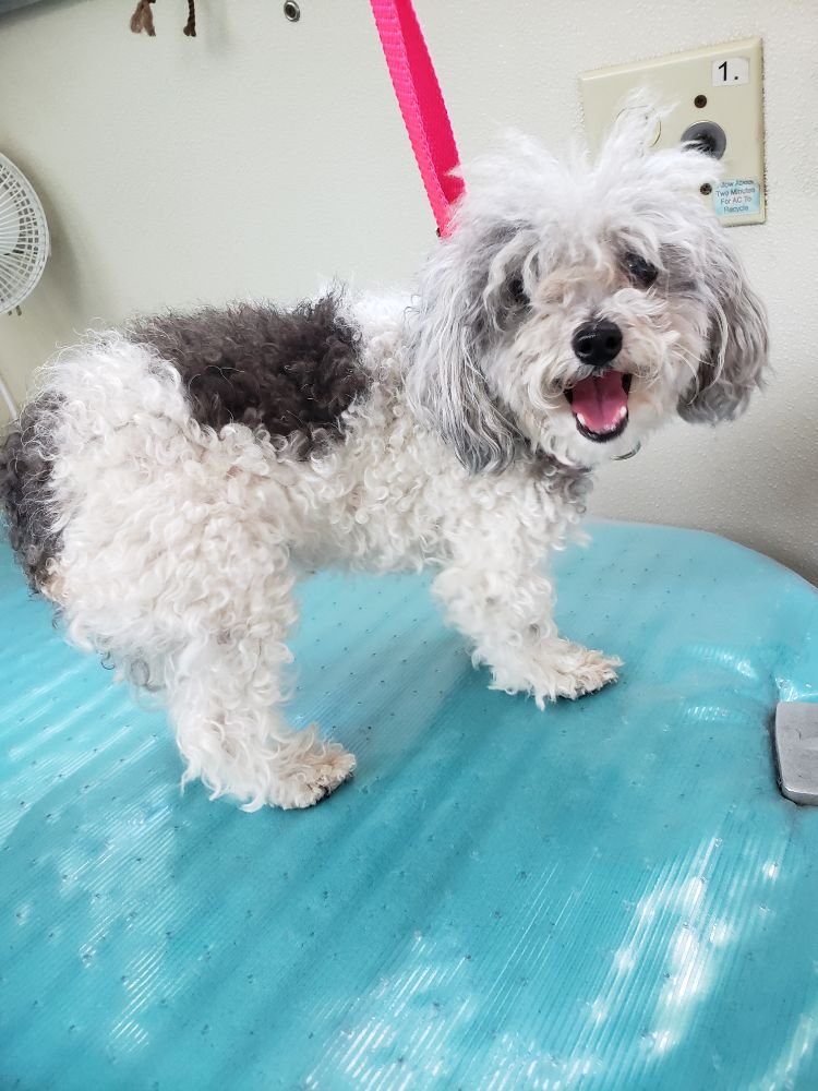 Dog grooming in East Orlando Ear Cleaning