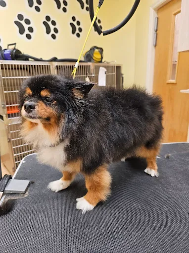 Dog grooming in Titusville