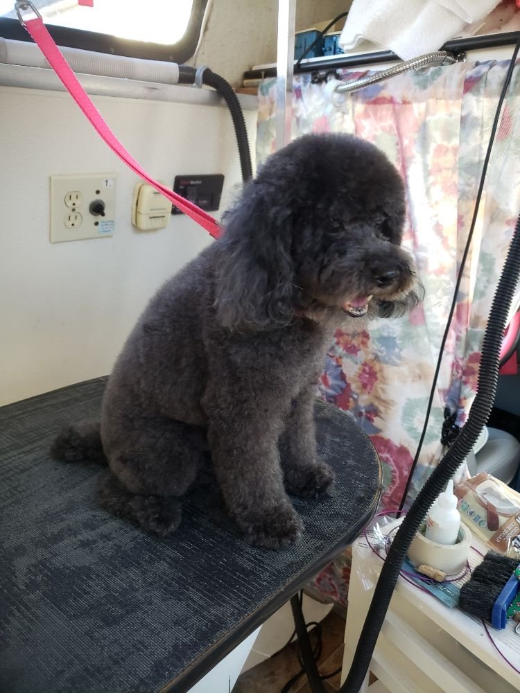 Dog groomed by S.S. Clipper in Titusville
