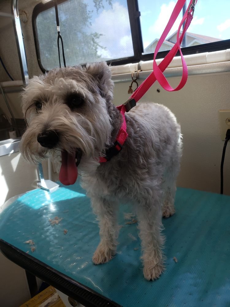 Dog groomed by S.S. Clipper in Titusville