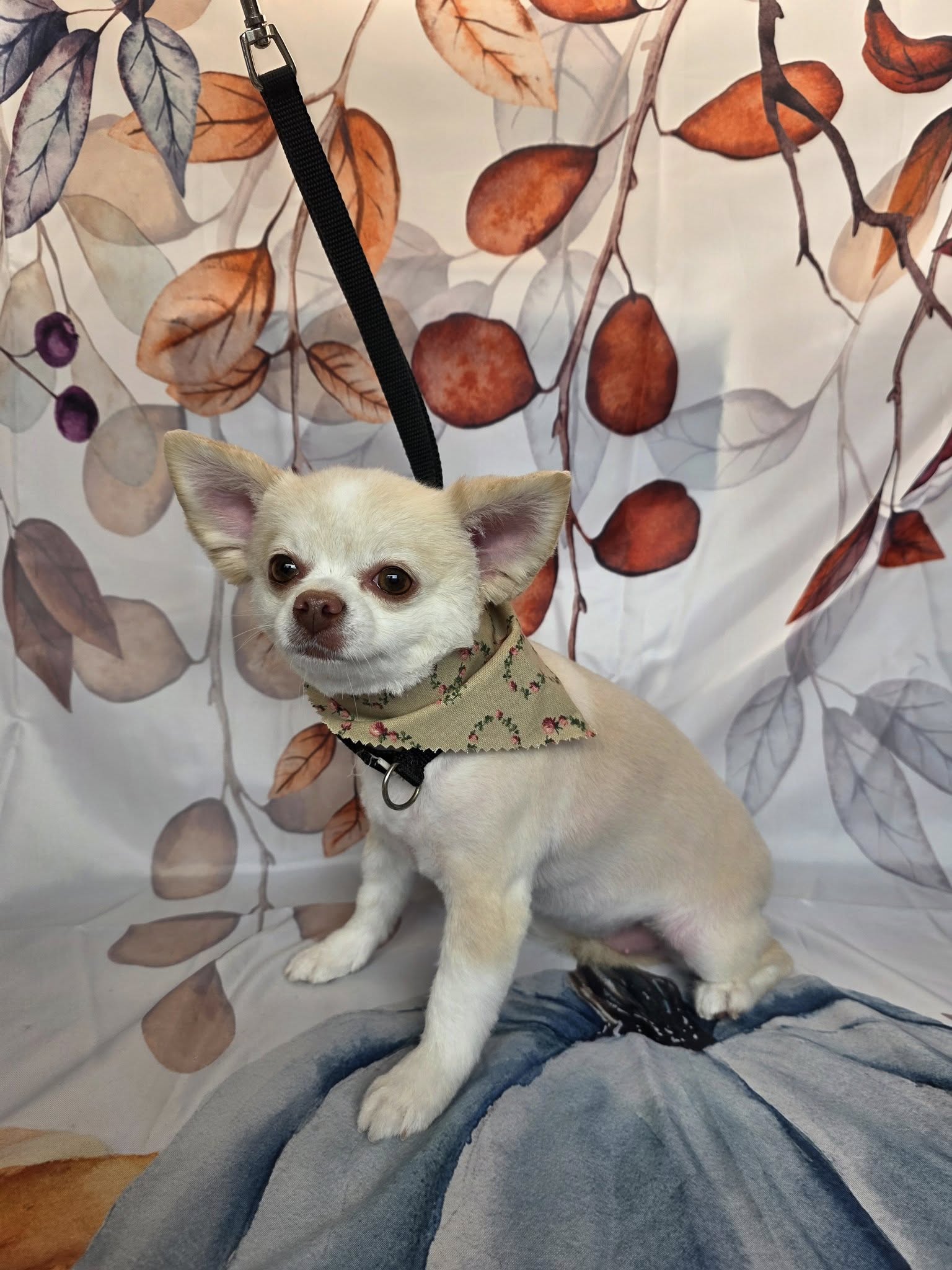 Dog groomed by S.S. Clipper in Titusville