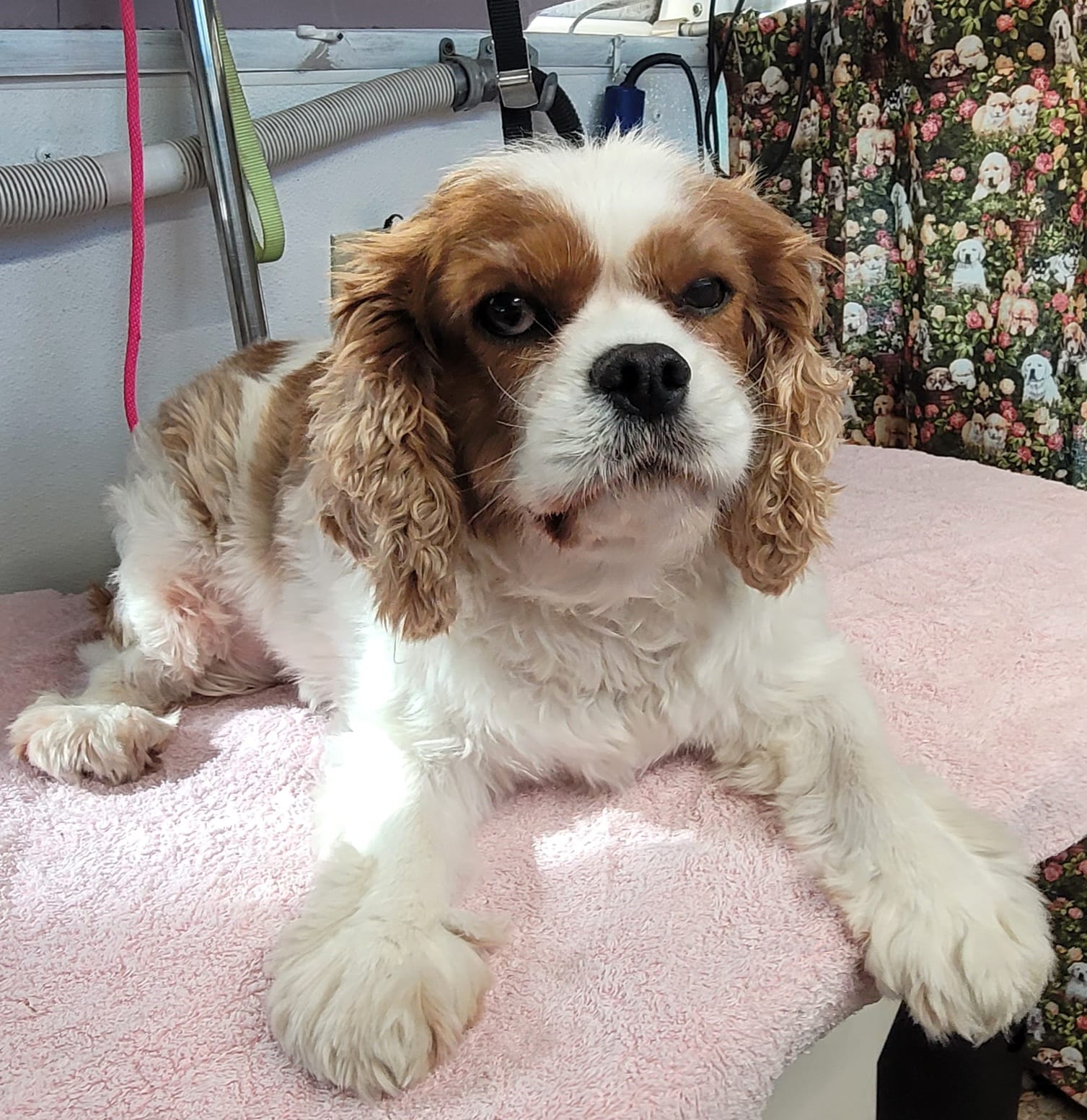 Dog groomed by S.S. Clipper in Titusville