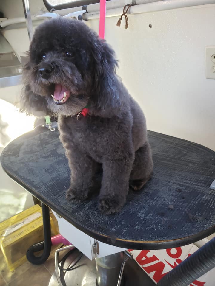 Dog grooming in Titusville