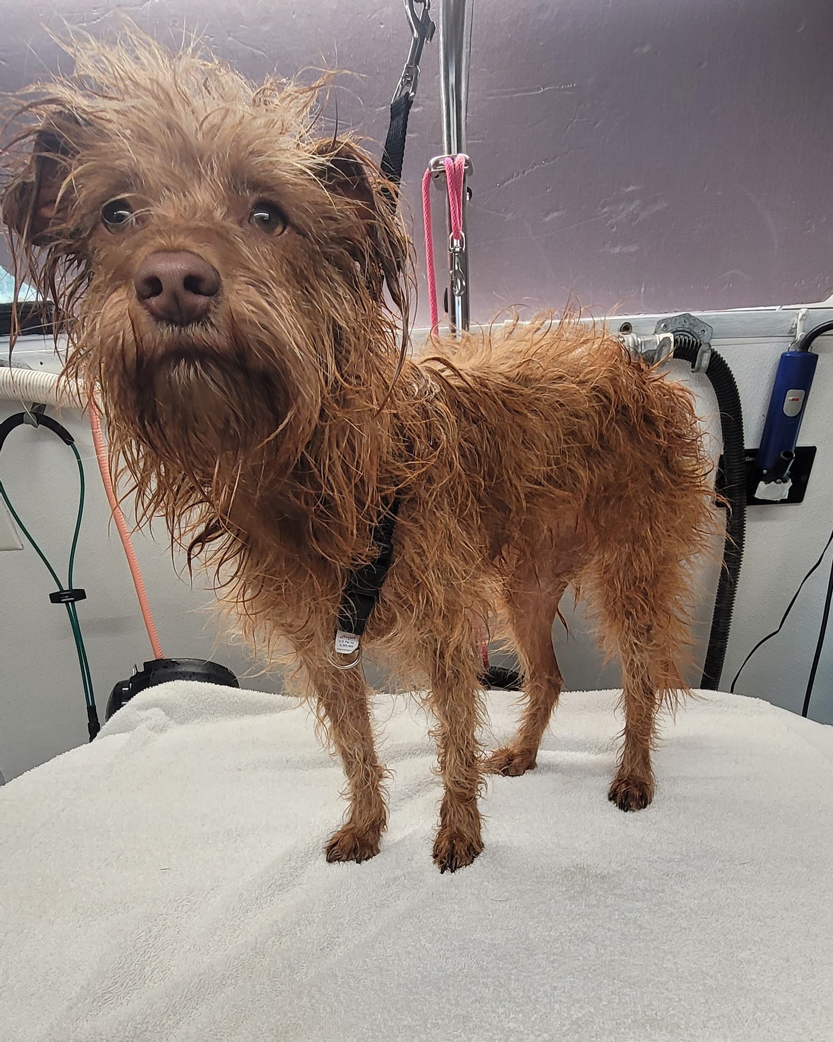 Dog grooming in Titusville
