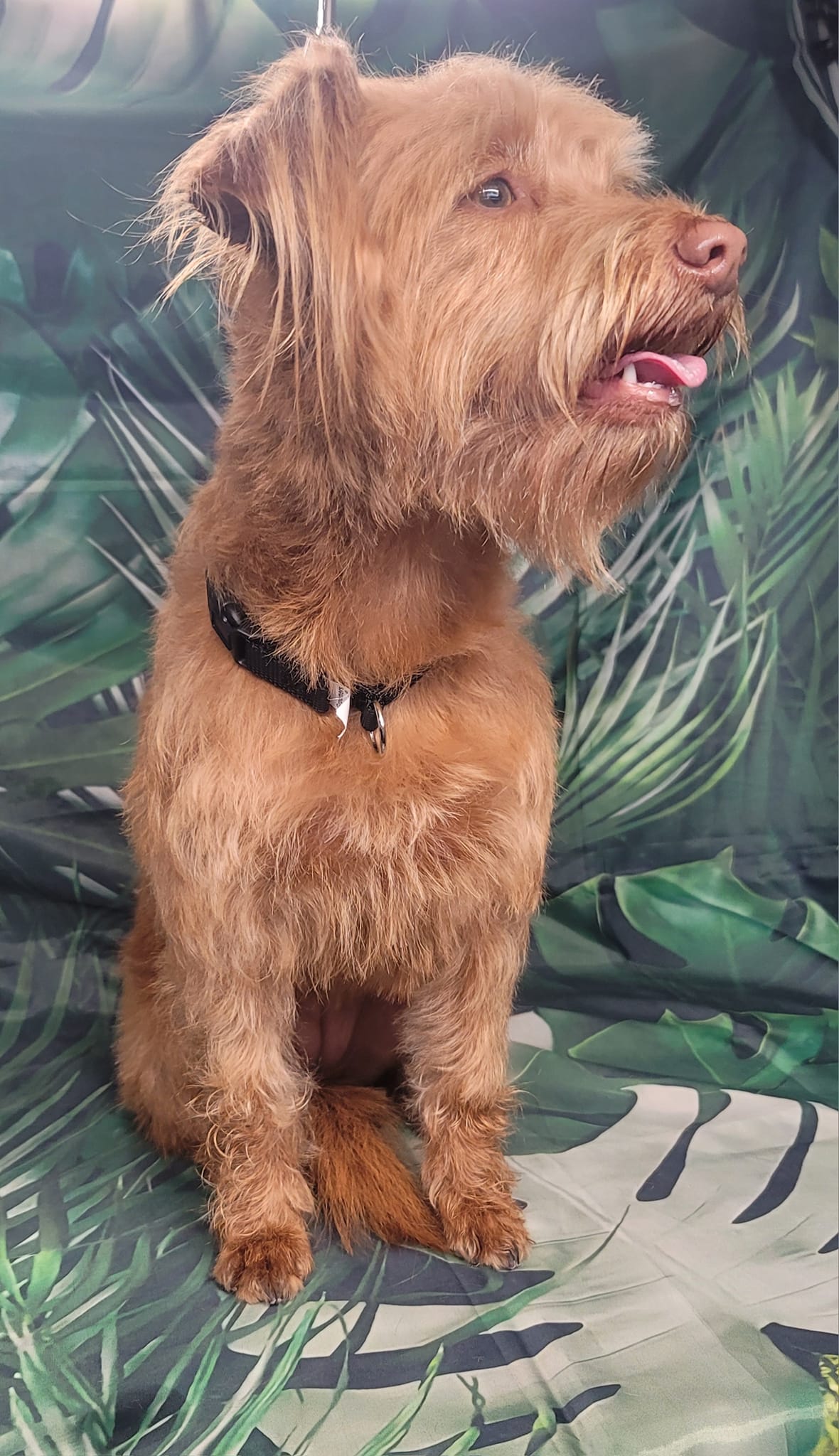 Dog grooming in Titusville
