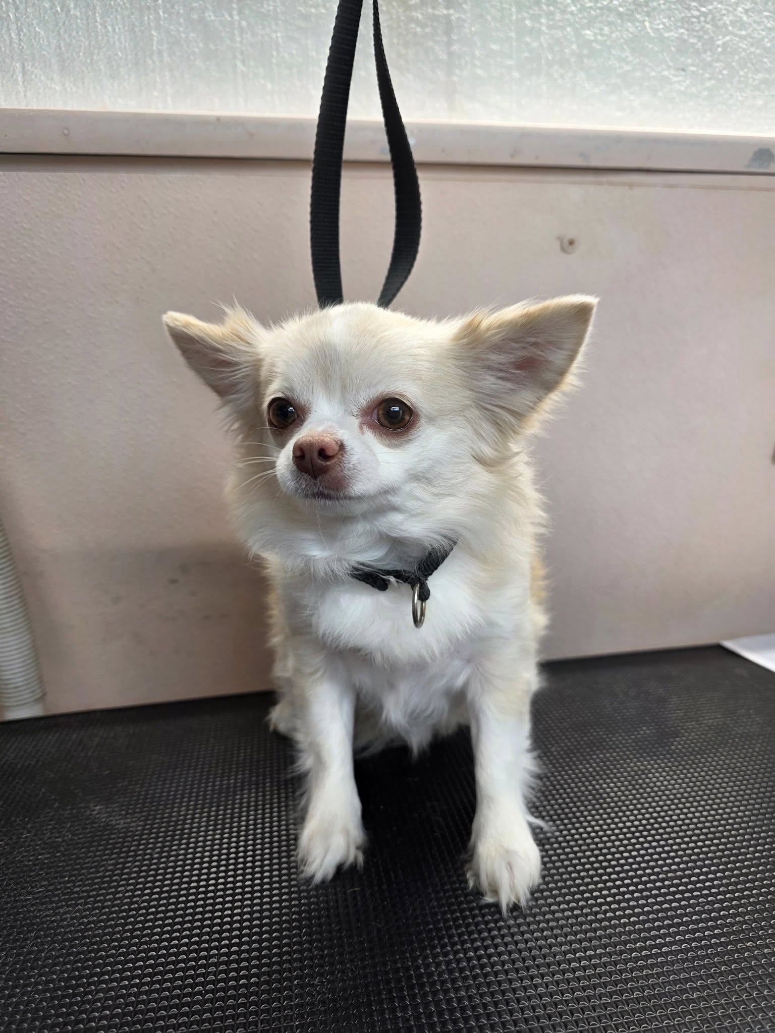 Dog grooming in Titusville Bath & Dry