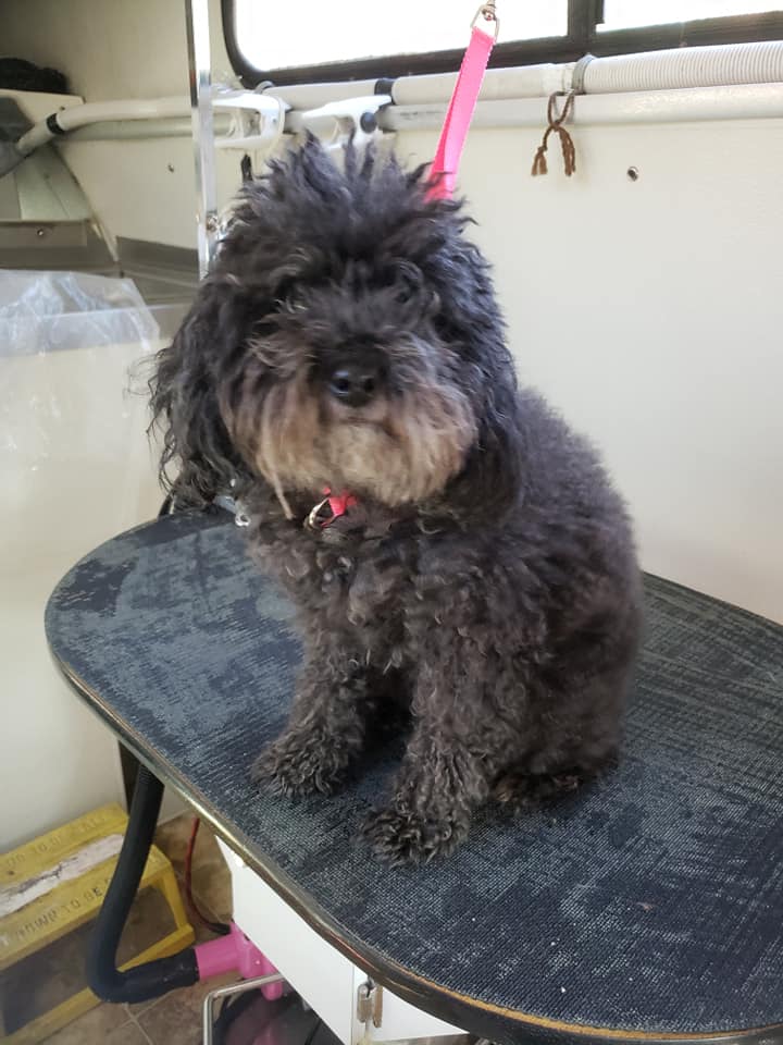 Dog grooming in Titusville