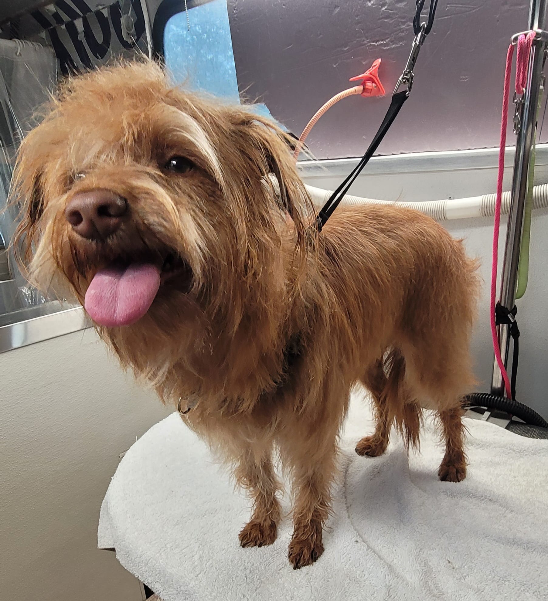 Dog groomed by S.S. Clipper in Titusville