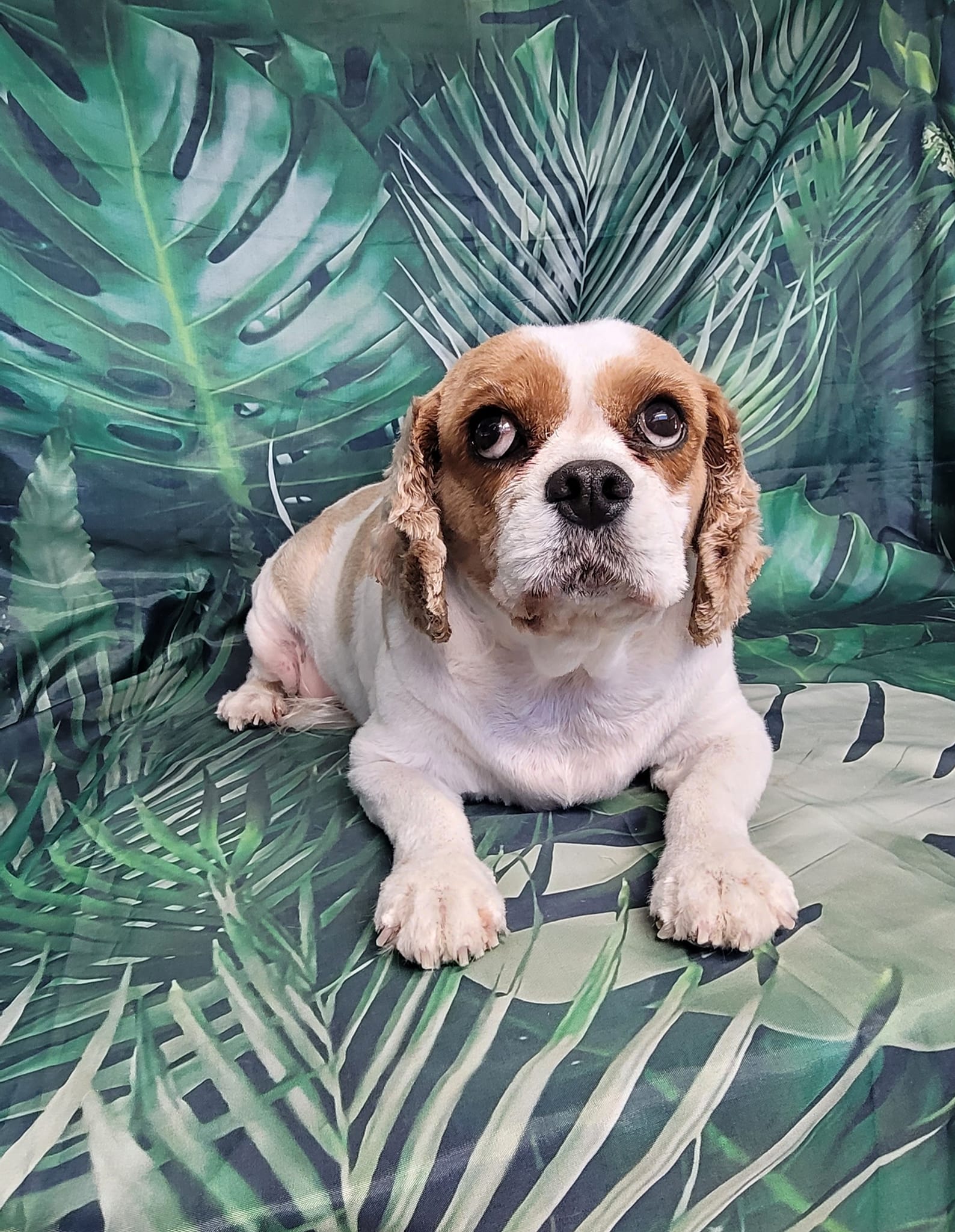 Dog groomed by S.S. Clipper in Titusville