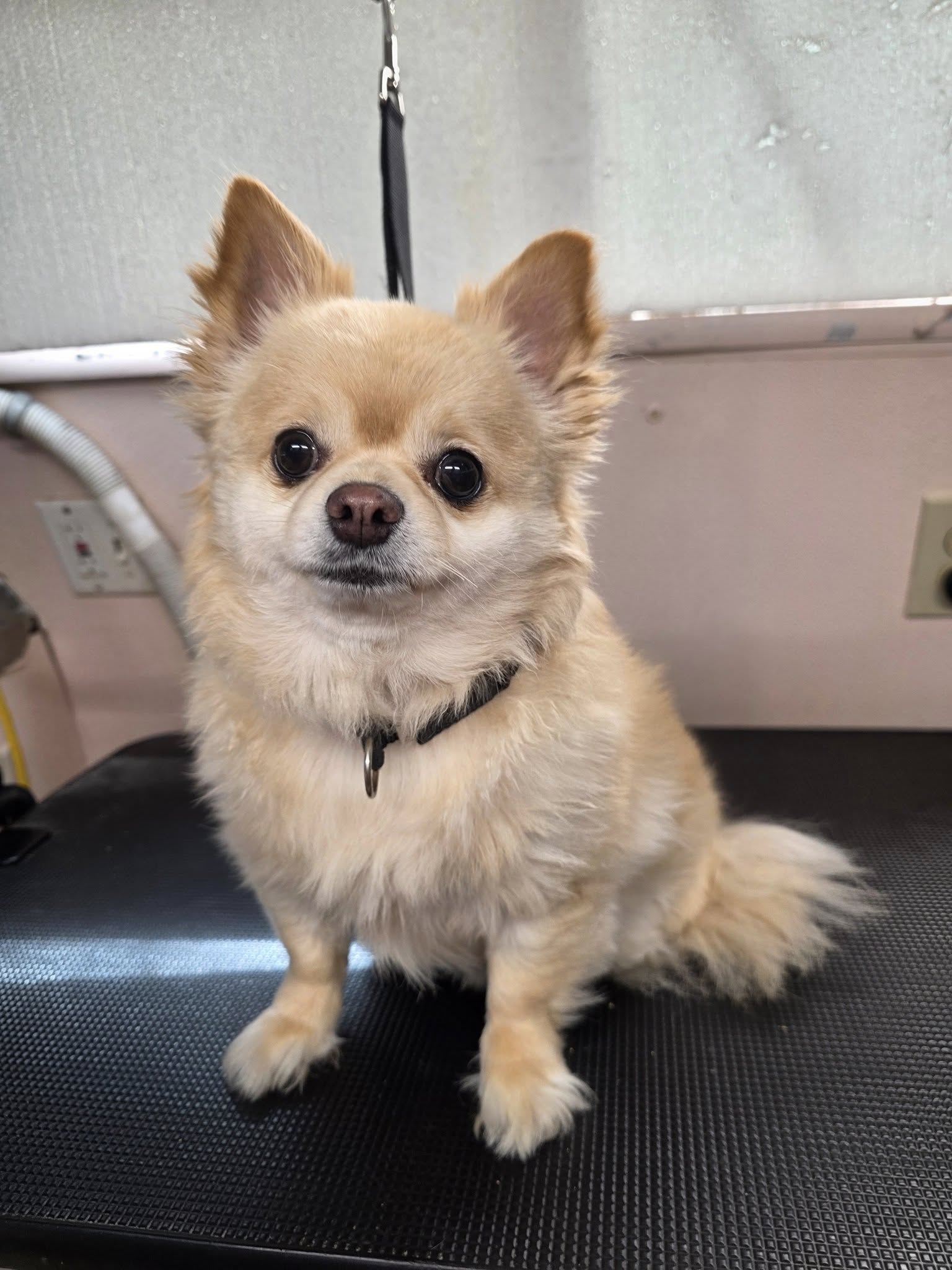Dog groomed by S.S. Clipper in Titusville