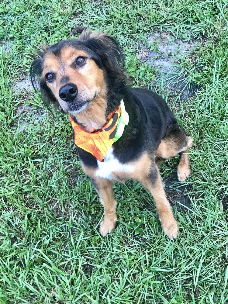 Dog grooming in Titusville