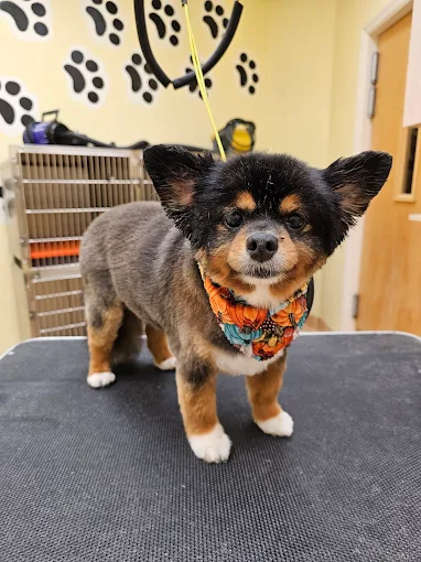 Dog grooming in Titusville