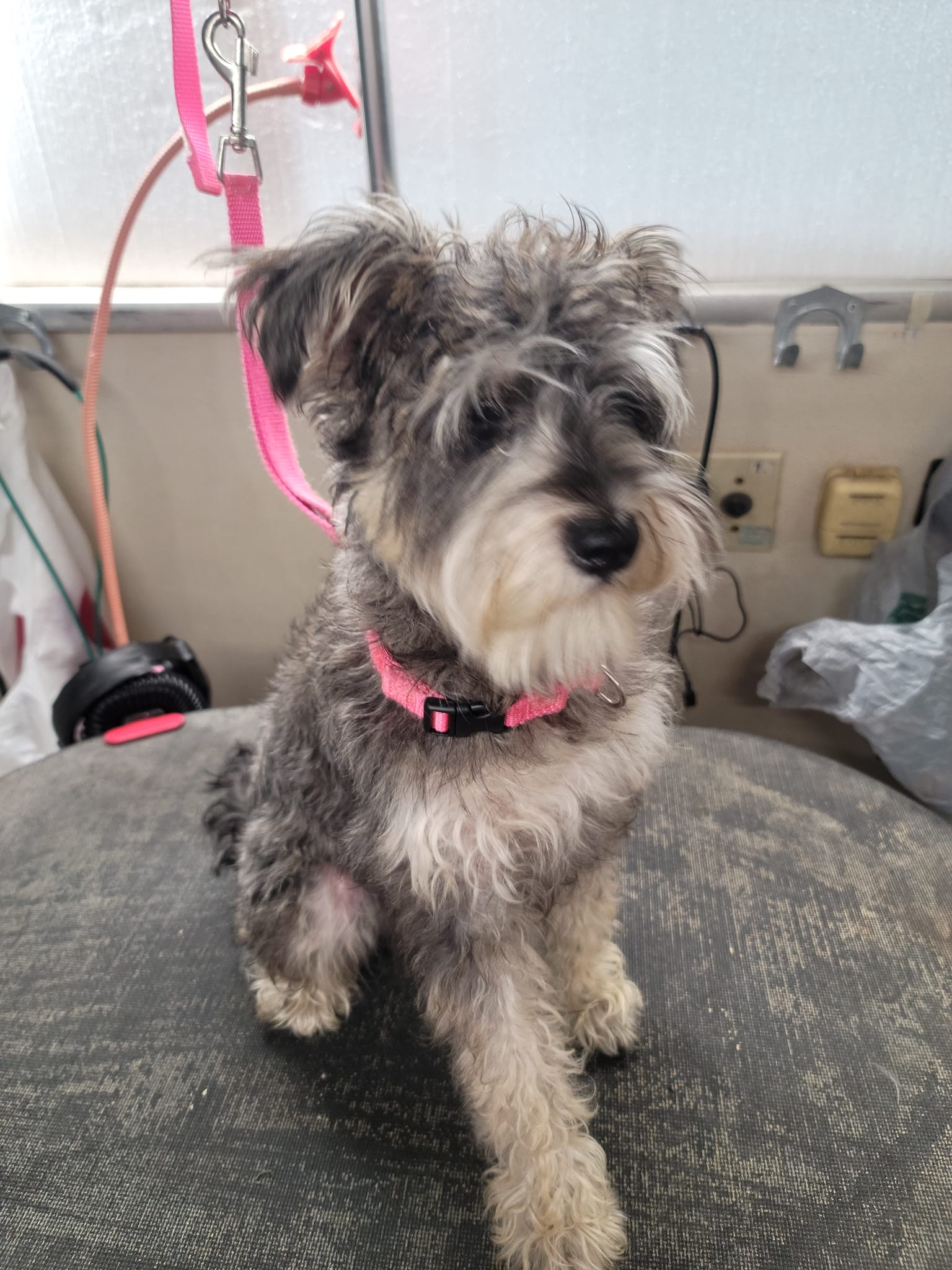 Dog groomed by S.S. Clipper in Titusville