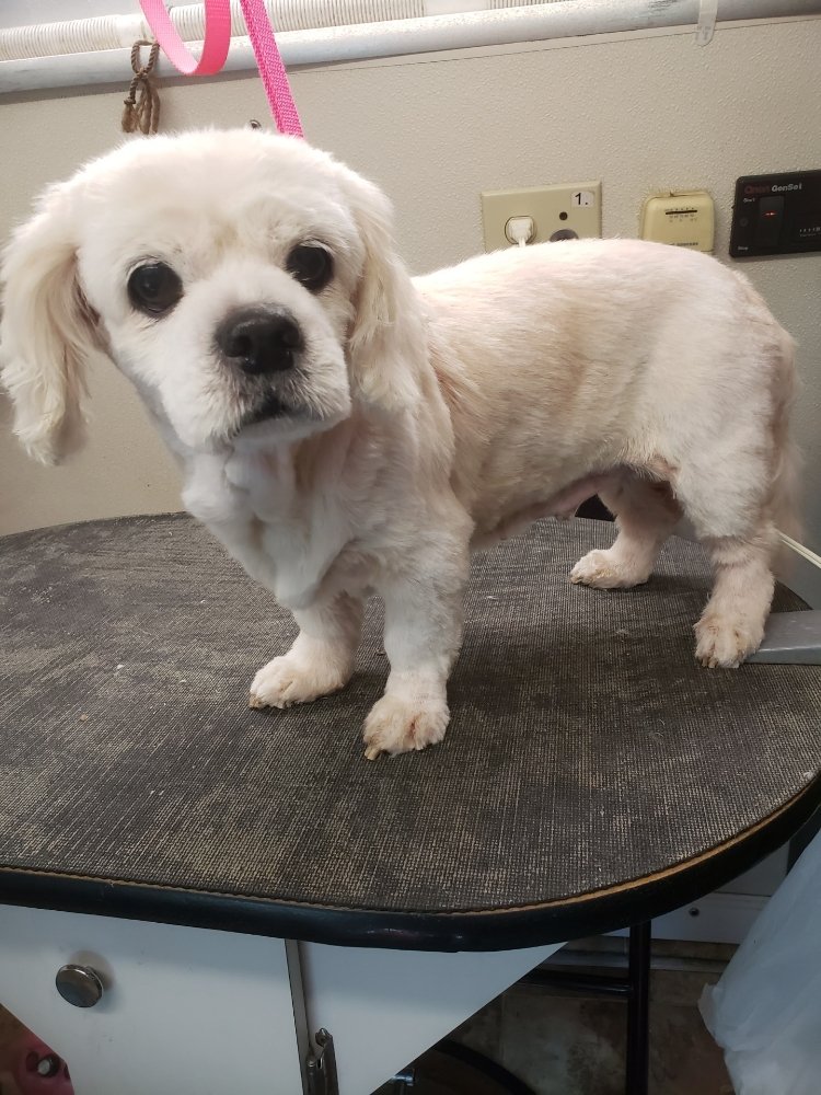 Dog groomed by S.S. Clipper in Titusville