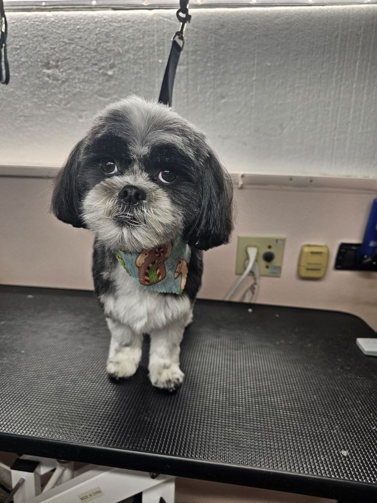 Dog groomed by S.S. Clipper in Titusville