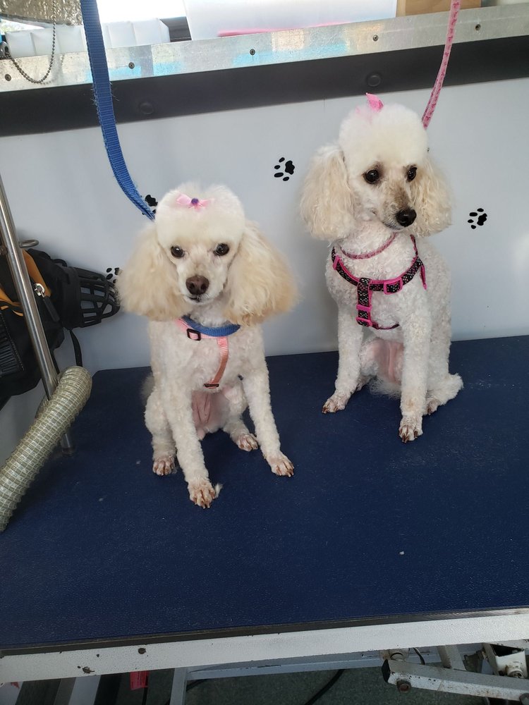 Dog grooming in Titusville
